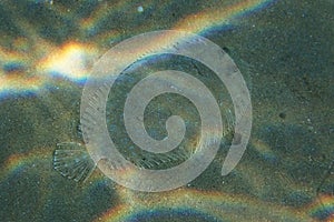 Moses sole fish Pardachirus marmoratus fish