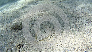 Moses sole flatfish in tropical sea on sandy seabed
