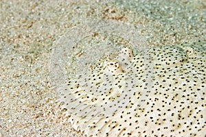 Moses sole (pardarchirus marmoratus)