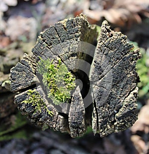 Mosh on an old tree