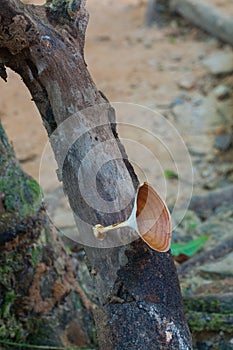 Moshroom, Microporus xanthopus
