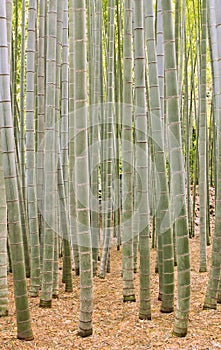 Moso Bamboo Forest in Kamakura Japan