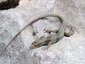 Mosor rock lizard, Dinarolacerta monogenesis, Archaeolacerta monogenesis
