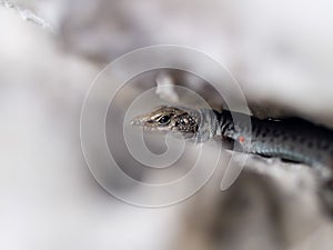 mosor rock lizard, Dinarolacerta mosorensis, Archaeolacerta mosorensis, Lacerta mosorensis