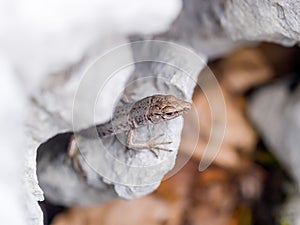 mosor rock lizard, Dinarolacerta mosorensis, Archaeolacerta mosorensis, Lacerta mosorensis