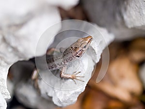 mosor rock lizard, Dinarolacerta mosorensis, Archaeolacerta mosorensis, Lacerta mosorensis