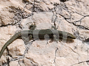 mosor rock lizard, Dinarolacerta mosorensis, Archaeolacerta mosorensis, Lacerta mosorensis