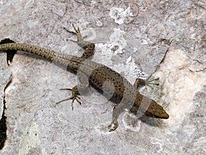 mosor rock lizard, Dinarolacerta mosorensis, Archaeolacerta mosorensis, Lacerta mosorensis