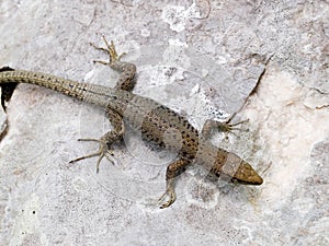 mosor rock lizard, Dinarolacerta mosorensis, Archaeolacerta mosorensis, Lacerta mosorensis