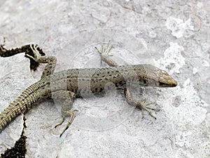 mosor rock lizard, Dinarolacerta mosorensis, Archaeolacerta mosorensis, Lacerta mosorensis