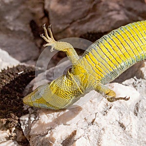 mosor rock lizard, Dinarolacerta mosorensis, Archaeolacerta mosorensis, Lacerta mosorensis