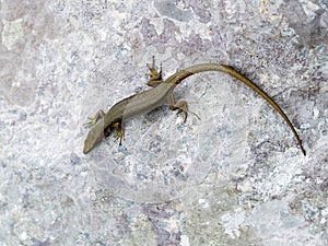 mosor rock lizard, Dinarolacerta mosorensis, Archaeolacerta mosorensis, Lacerta mosorensis