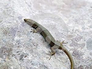 mosor rock lizard, Dinarolacerta mosorensis, Archaeolacerta mosorensis, Lacerta mosorensis