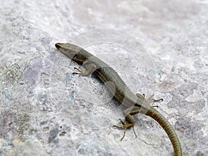 mosor rock lizard, Dinarolacerta mosorensis, Archaeolacerta mosorensis, Lacerta mosorensis