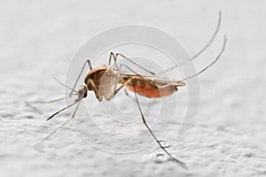 Mosquito photo