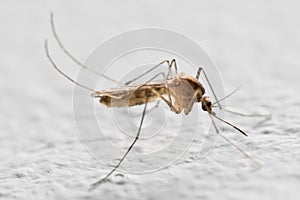 Mosquito photo