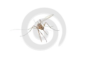 Mosquito