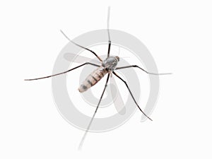 A mosquito