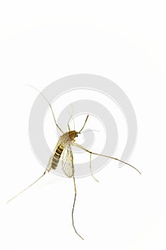 Mosquito