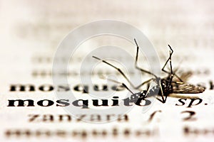 Mosquito