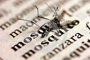 Mosquito