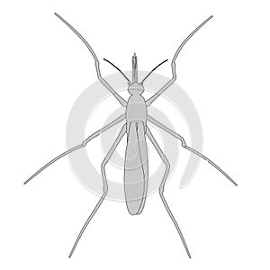 Mosquito