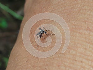 A mosquito of aedes aegypti on the hand skin and biting