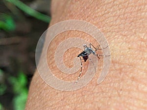 A mosquito of aedes aegypti on the hand skin and biting