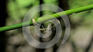 Mosquito on bamboo branch in nature.