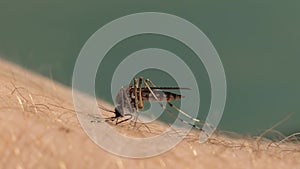 Mosquito bite closeup