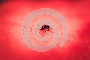 Mosquito bite at human skin with red color tone.