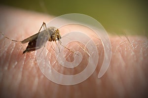 The mosquito bites into the arm and the abdomen is filled with blood.