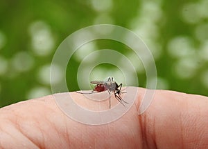 Mosquito bites into finger skin