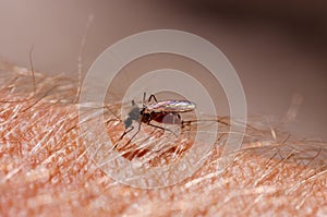 Mosquito Biting Human