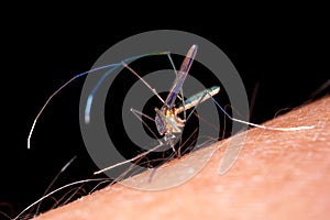 Mosquito biting human skin - drinking blood