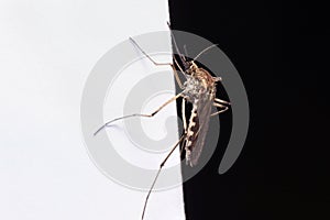 A mosquito on a black and white background. The mosquito is located just on the border of black and white.