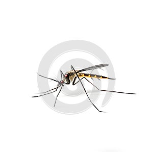 mosquito with blood isolated on white background, Ai generated