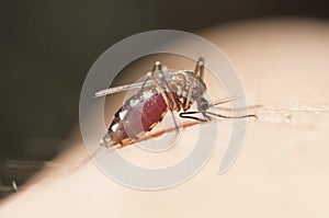 Mosquito blood-sucking,Aedes Aegypti mosquito,Mosquito blood-sucking swollen belly,Mosquito sucking blood