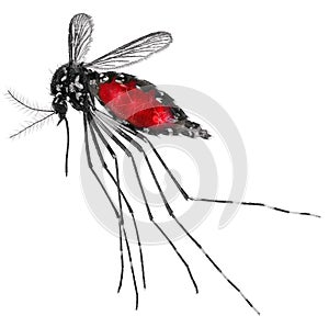 Mosquito -bloody. Sanguineous