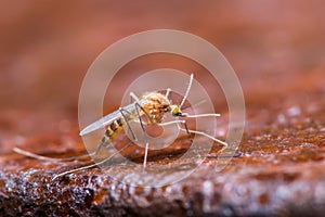 Mosquito on Brown Background