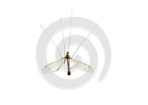 Mosquito centipede long legs - the genus Tipulidae. Big mosquito insect caramore