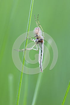 Mosquito (chironomidae)
