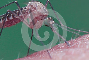 Mosquito close up