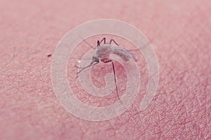Mosquito close up
