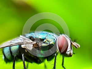 Mosquito colourful macroshot with detailed structure