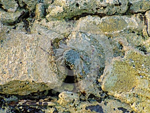 Mosquito crab, crab on the stones