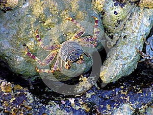 Mosquito crab, crab on the stones