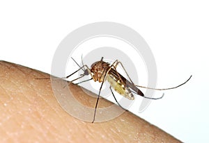 Mosquito (Culex) biting a human finger