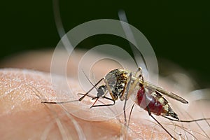 MOSQUITO photo