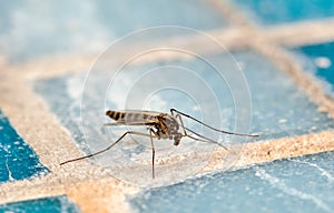 Mosquito (Culex pipiens)